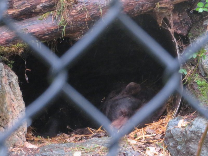 Black Bear; had enough of the weather and decided on hibernation I think